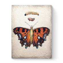 Load image into Gallery viewer, Sid Dickens Memory Block &quot;Chrysalis&quot; T546
